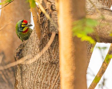 Bakır Ustası Barbet yuvasına bakıyor.