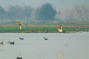 Ördekler gölün üzerinde uçuyor.