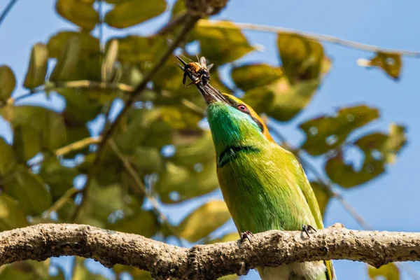 A Green Bee Eater with its food in beak