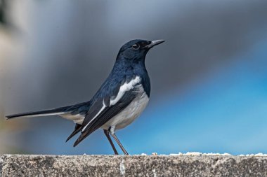 A Oriental Magpie resting on a wall