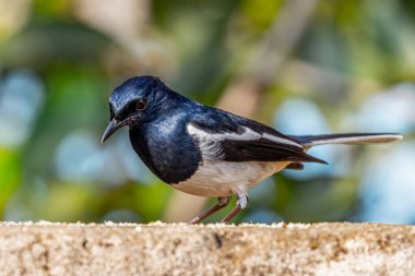 A Oriental Magpie looking down from a wall