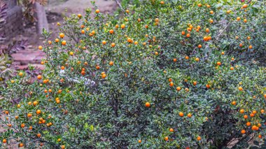 Bahçedeki ağaçtaki portakallar