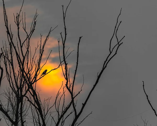 太陽のセットに対するバルベット — ストック写真
