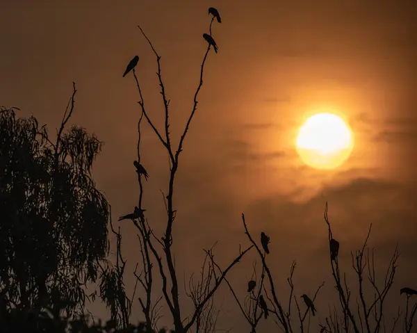 Birds resting on tree in evening