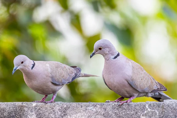 Pair Collar Dove Looking Wall — Stock Photo, Image
