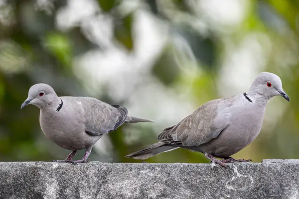 Pair Collar Dove Looking Direction — Stock Photo, Image