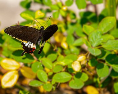 Sıradan bir Mormon Kelebeği