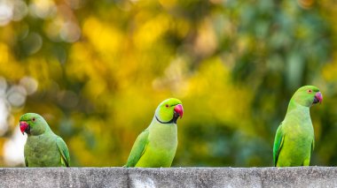 Bir üçlü gül halkalı papağan kamerayı izliyor.