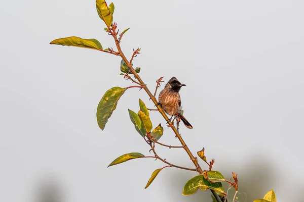 A Red vented Bulbul resting on a tree