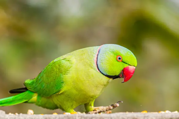 Bir gül halkalı papağan duvardan gagalıyor.