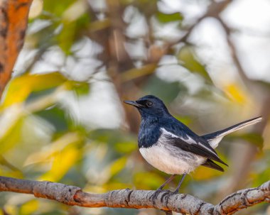 Bir oryantal saksağan portre için poz veriyor.