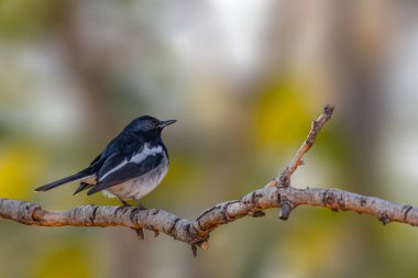 Doğulu bir saksağan ağaçta dinleniyor.