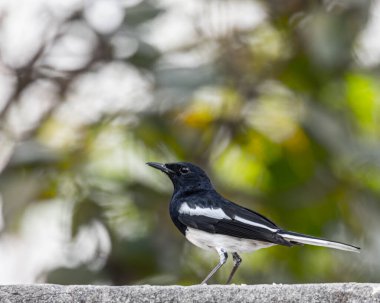 Duvarda oturan doğulu bir saksağan.