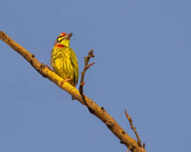 Ağaçta tünemiş bakır işçisi Barbet