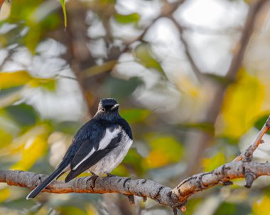 Doğulu bir saksağan ağaçta tünemiş