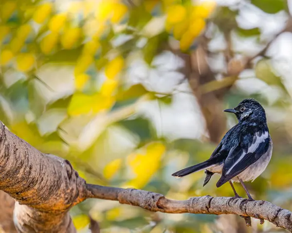 Oriental Magpie Looking Back — Stock Photo, Image