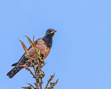 Bir ağaca tünemiş gül bir Starling.