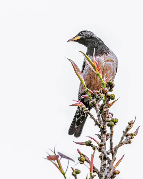 Rosy Starling Duduk Atas — Stok Foto