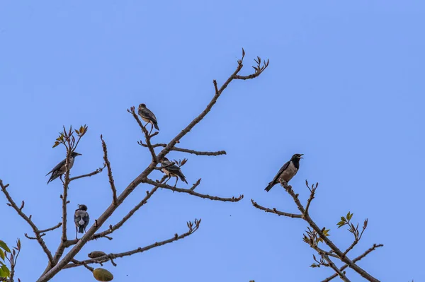 Rosy Starlings resting on a tree