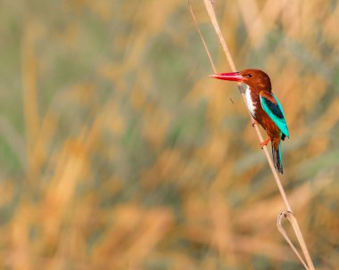 Uzun ve kuru bir çimenlikte beyaz boğazlı bir Kingfisher.