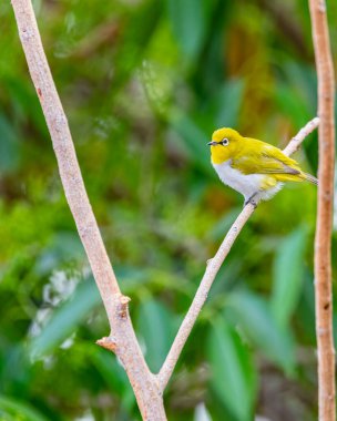 Bir dalda dinlenen Doğulu Beyaz Göz Kuşu