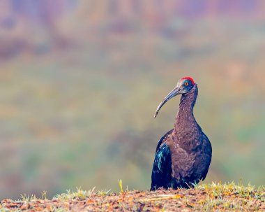 Yerdeki bir Red Napped Ibis.