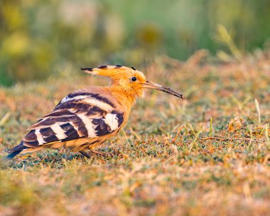 Ağzında toprak olan bir Hoopoe.