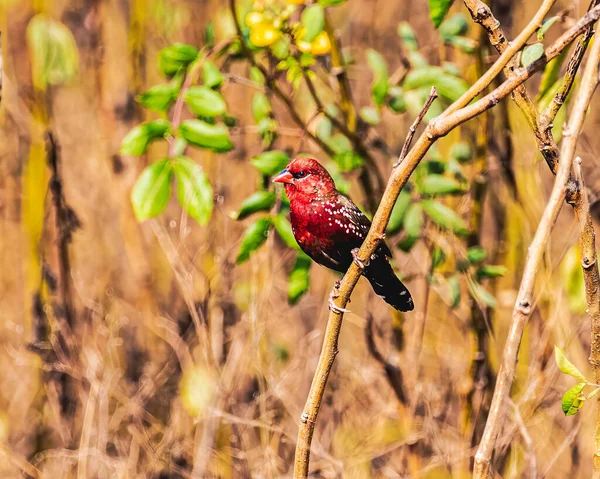 A Red Avadavat resting on a tree