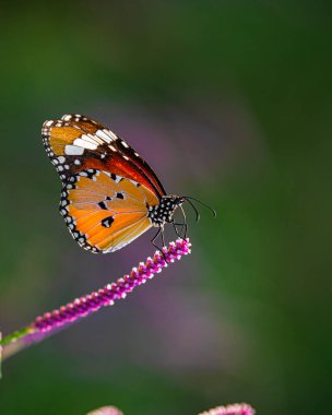 Çiçekte sade bir kaplan kelebeği
