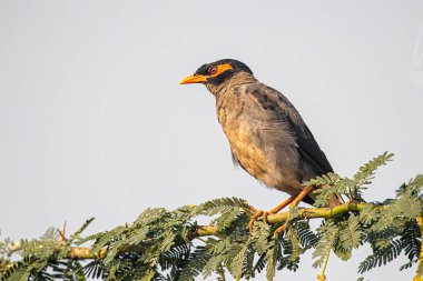 Myna Bankası ağaçta dinleniyor.