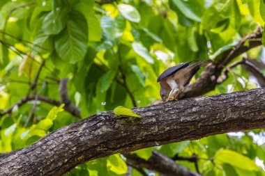 Bir Shikra bir kuşu öldürüyor.