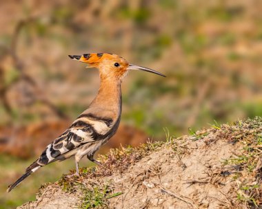Kum felaketinde bir Hoopoe.