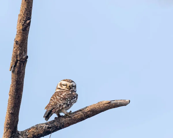 A Spotted Owl resting on a tree