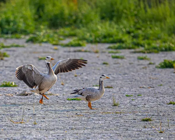 bar headed goose following the other with open wings