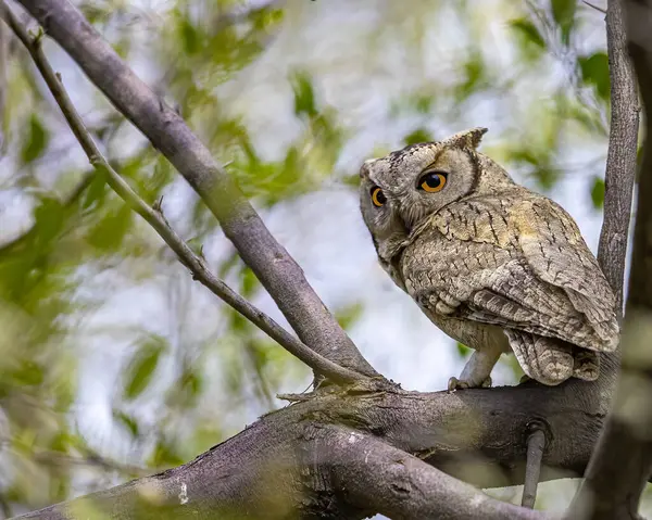 Scoop Owl Resting Tree — Stock Photo, Image