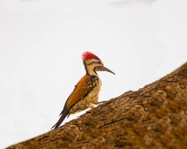 Ağaçta siyah bir alev topu.