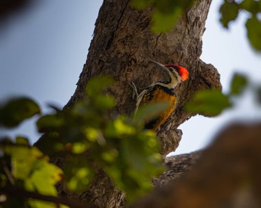 Bir ağacı kontrol eden siyah popolu bir alev perdesi