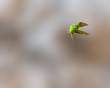 Gökyüzünde uçan yeşil bir arı yiyici