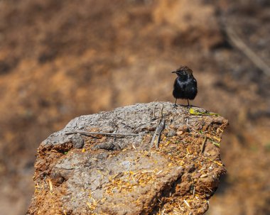 İnek gübresine tünemiş Hintli bir Robin.