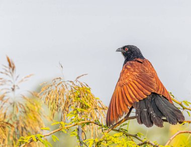 Kanatlarını kurutan daha büyük bir Coucal