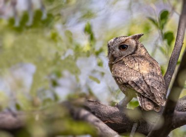 Yan tarafa bakan bir kepçe baykuş