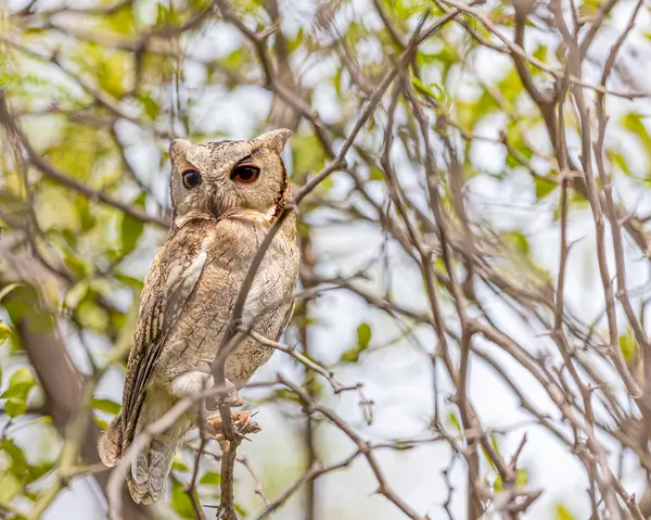 Scoop Owl Resting Looking — Stock Photo, Image