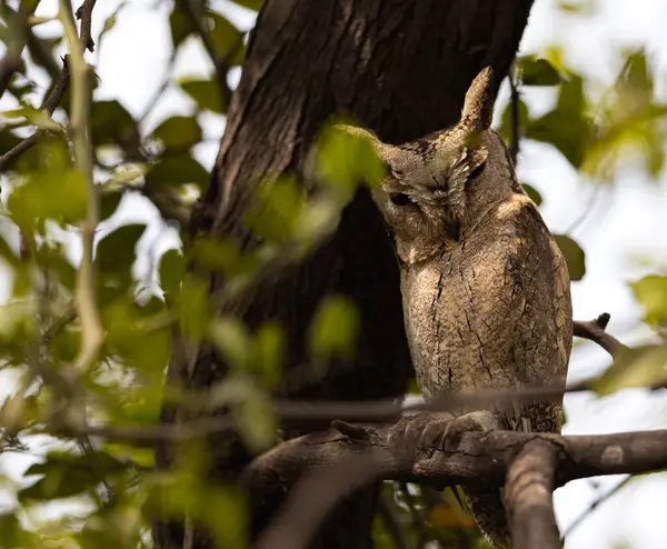 Scoop Owl Resting Tree — Stock Photo, Image