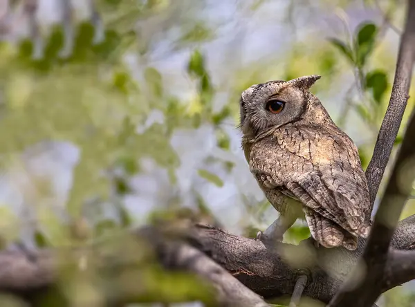 Scoop Owl Looking Side Way — Stock Photo, Image