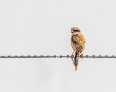 Uzun kuyruklu Shrike pozu.