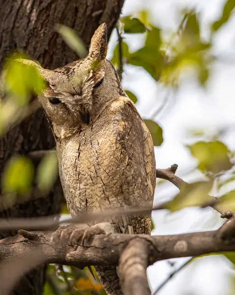 Sccop Owl Resting Tree — Stock Photo, Image