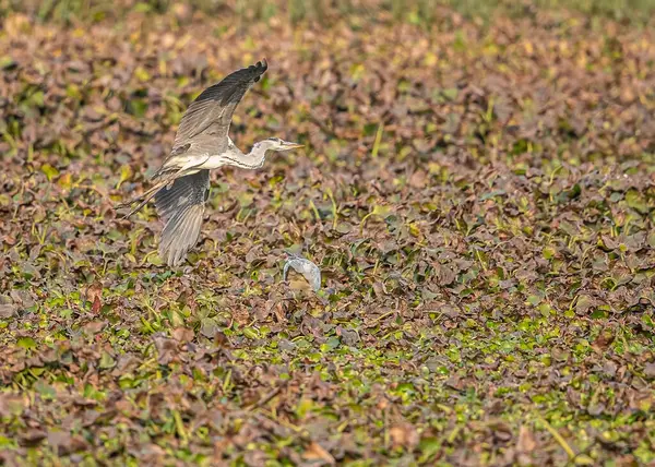 一只灰色的苍鹭在飞行 — 图库照片