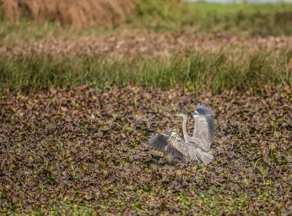 Landing Grey Heron — Stock fotografie