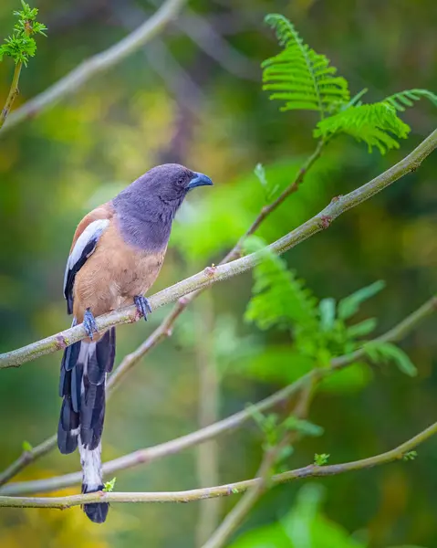 A Treepie rufous resting on a tree