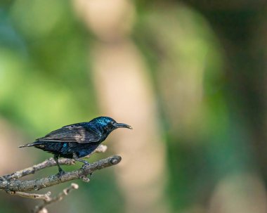 Uçmaya hazır bir Mor Güneş Kuşu